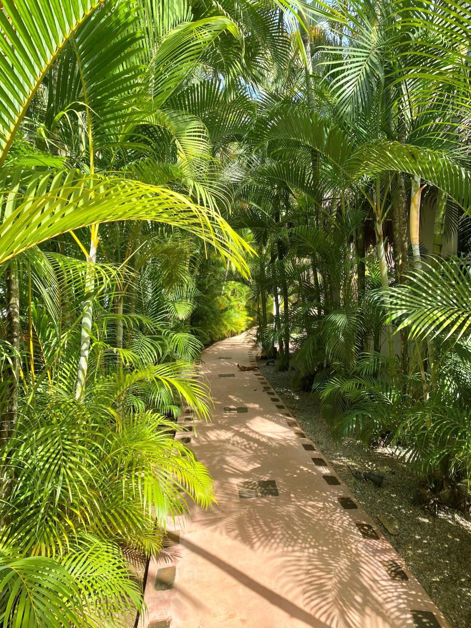 Chalet Tropical Au Coeur De 拉斯特拉纳斯 外观 照片